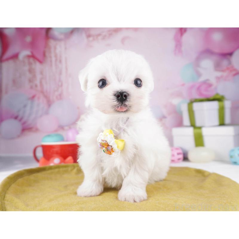 販売中の東京都のマルチーズ-447149の4枚目