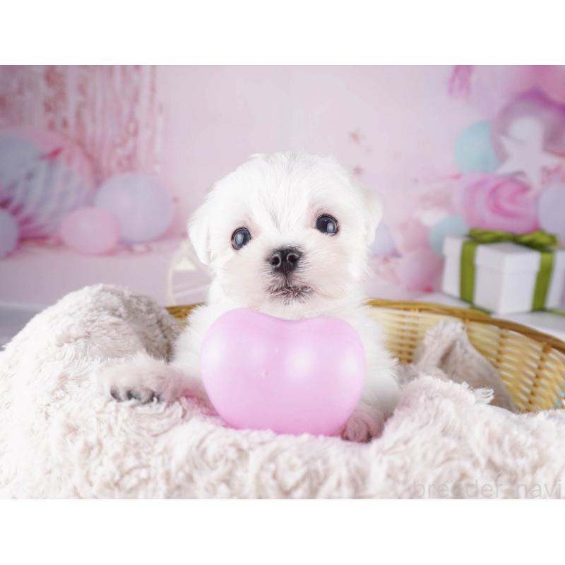 販売中の東京都のマルチーズ-447149の3枚目