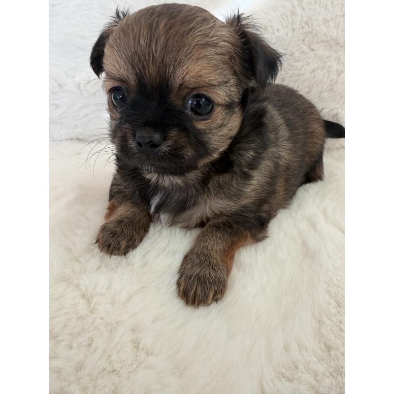 販売中の群馬県のチワワ(ロングコート)-447154の3枚目