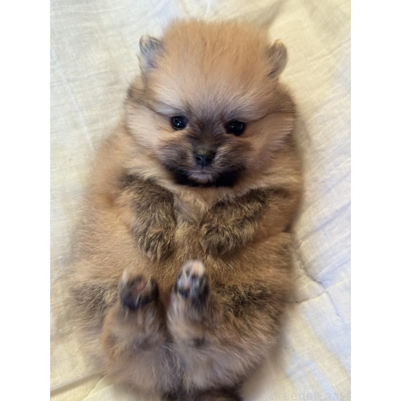 販売中の大分県のポメラニアン-447150の5枚目