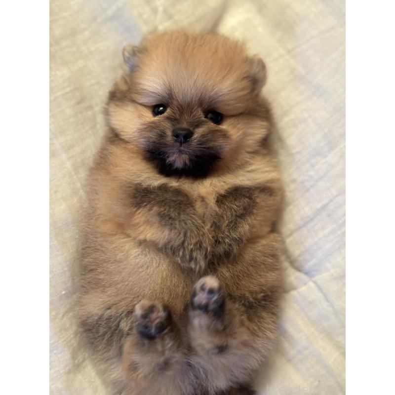販売中の大分県のポメラニアン-447150の4枚目