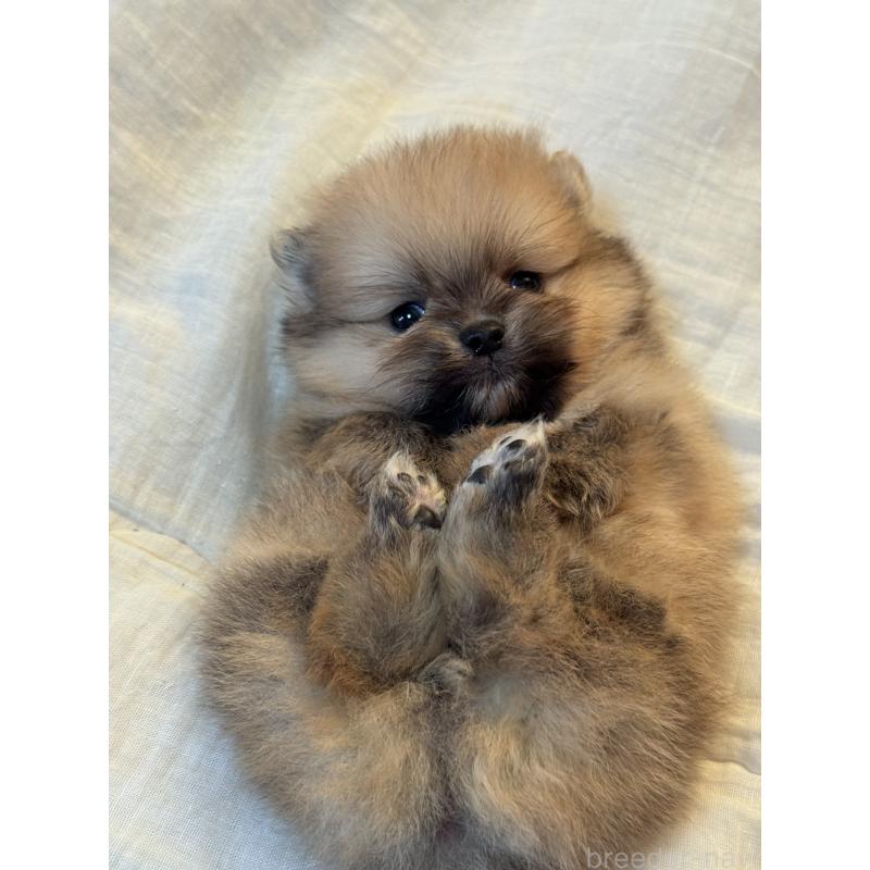 販売中の大分県のポメラニアン-447150の3枚目