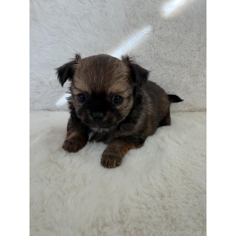 販売中の群馬県のチワワ(ロングコート)-447154の2枚目