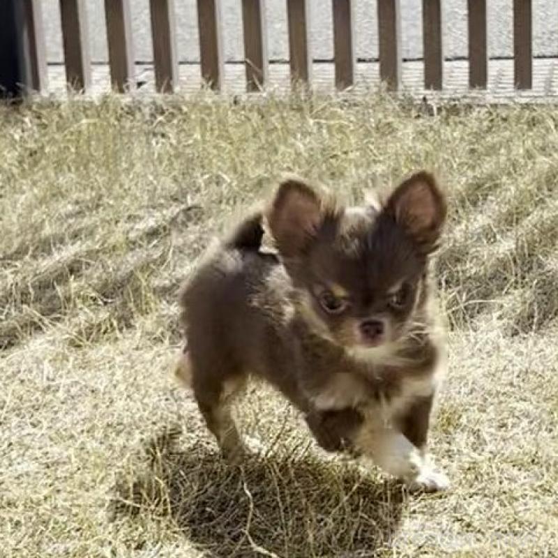 販売中の福岡県のチワワ(ロングコート)-447146の1枚目