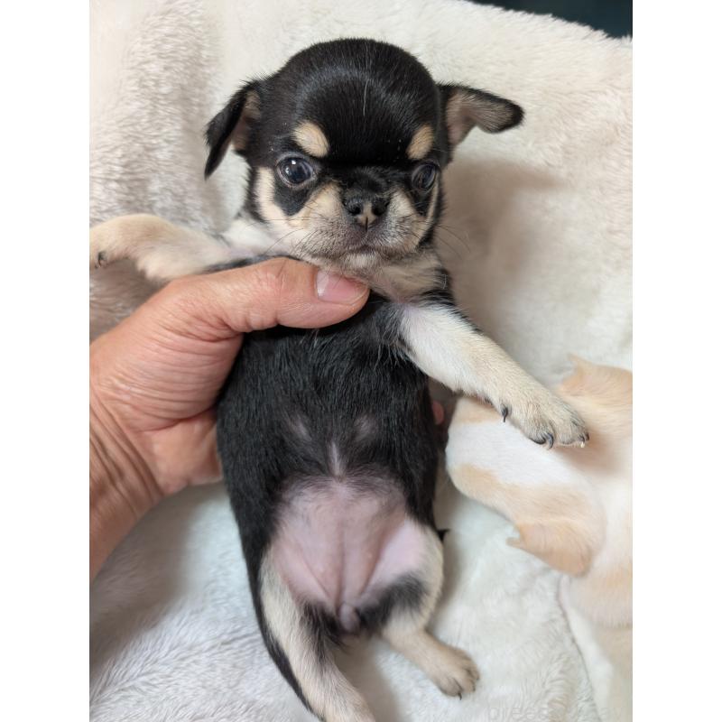 販売中の愛知県のチワワ(スムースコート)-447151の1枚目