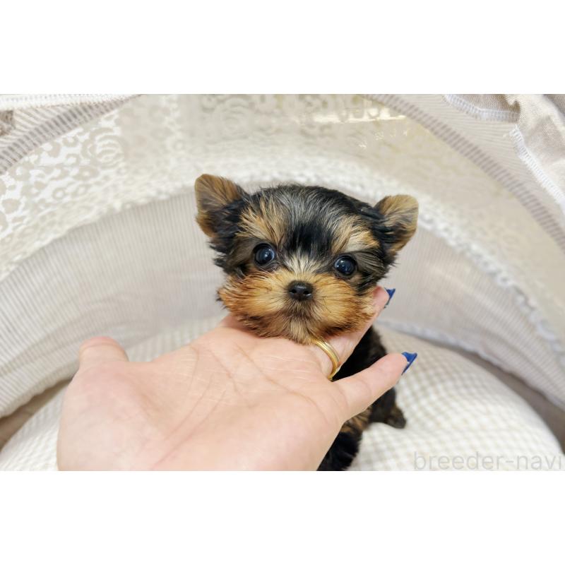 販売中の東京都のヨークシャーテリア-447155の5枚目