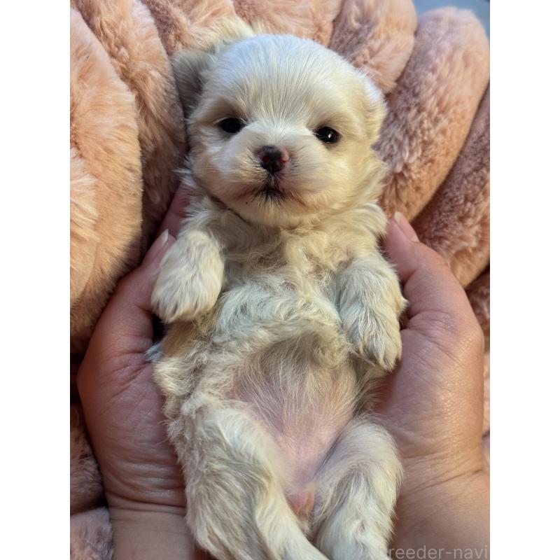 販売中の大分県のマルチーズ-447157の6枚目