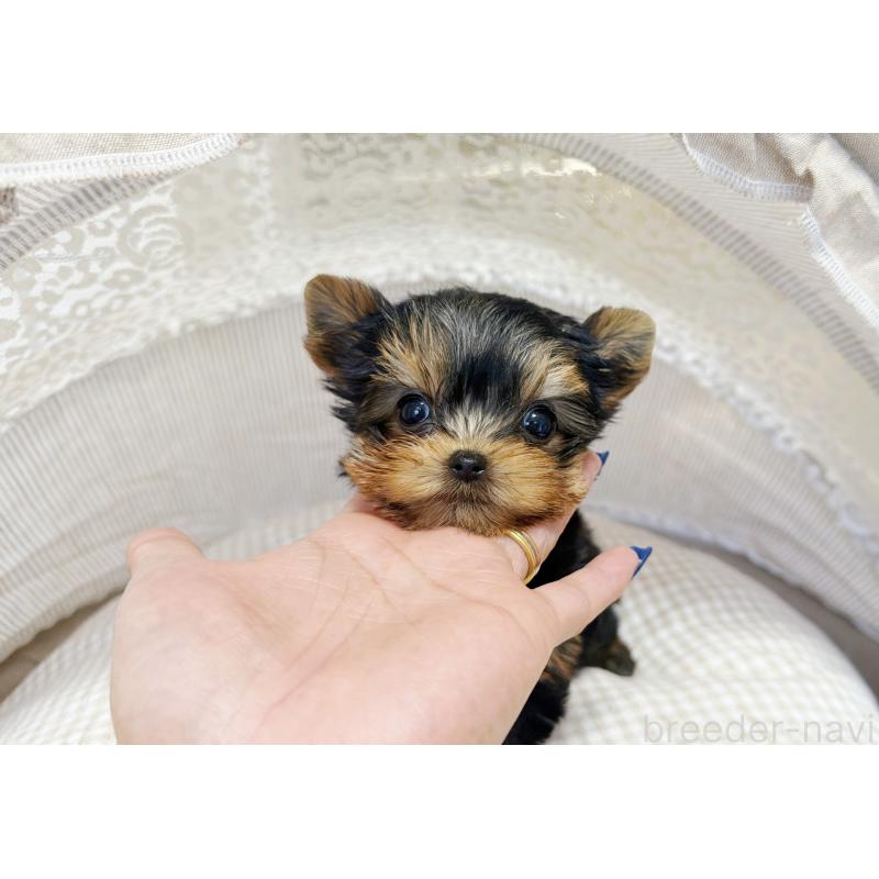 販売中の東京都のヨークシャーテリア-447155の4枚目