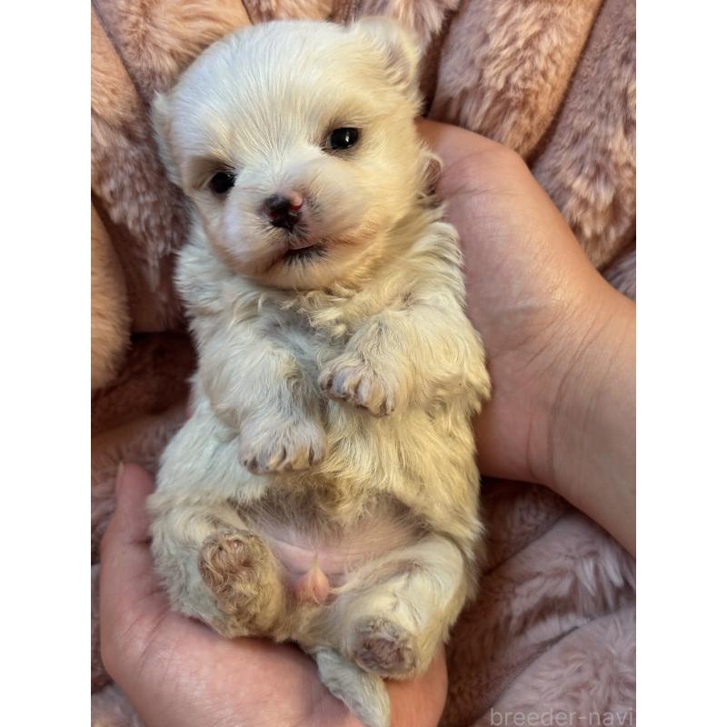 販売中の大分県のマルチーズ-447157の5枚目