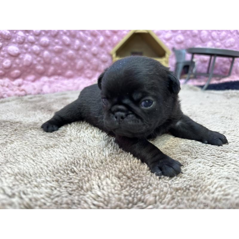 販売中の茨城県のパグ-447156の7枚目