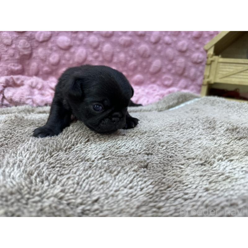 販売中の茨城県のパグ-447156の5枚目