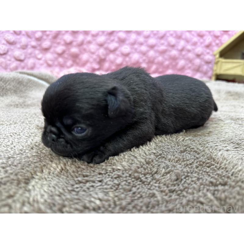 販売中の茨城県のパグ-447156の4枚目