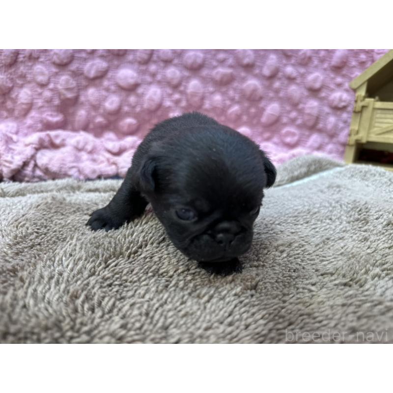 販売中の茨城県のパグ-447156の2枚目