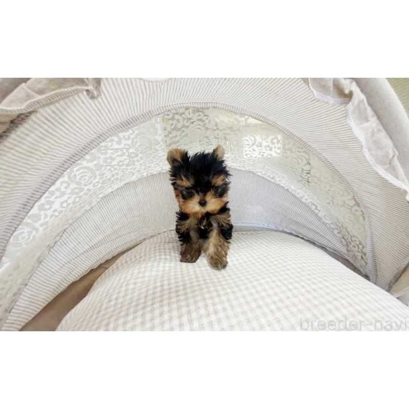 販売中の東京都のヨークシャーテリア-447158の5枚目