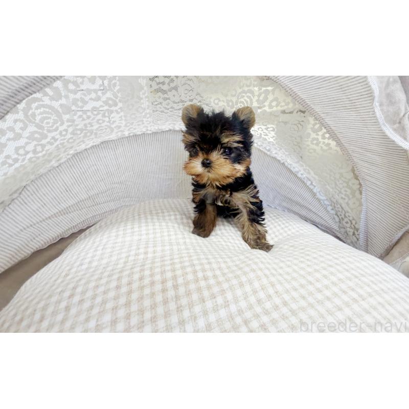 販売中の東京都のヨークシャーテリア-447158の4枚目