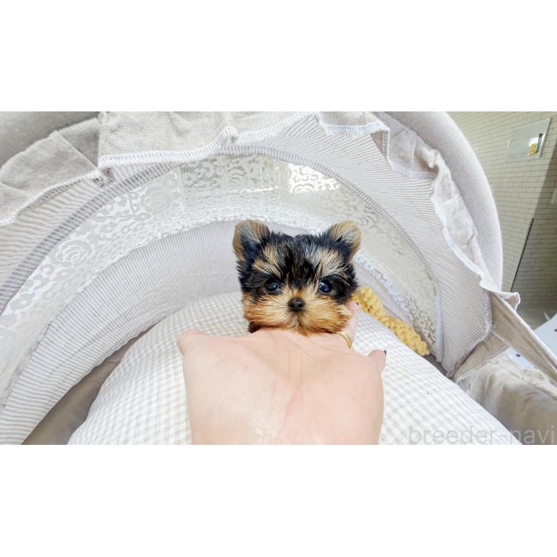 販売中の東京都のヨークシャーテリア-447158の3枚目