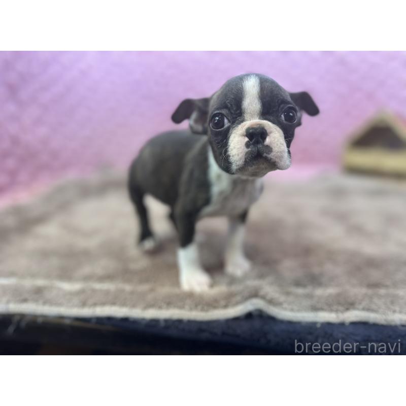 販売中の茨城県のボストンテリア-447159の14枚目