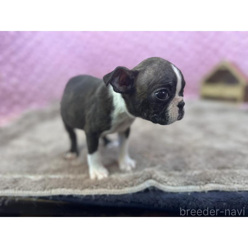 販売中の茨城県のボストンテリア-447159の13枚目