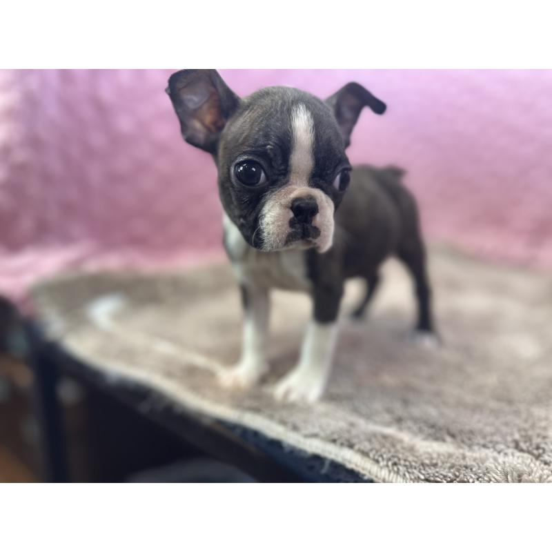 販売中の茨城県のボストンテリア-447159の12枚目