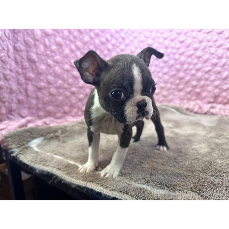 販売中の茨城県のボストンテリア-447159の11枚目