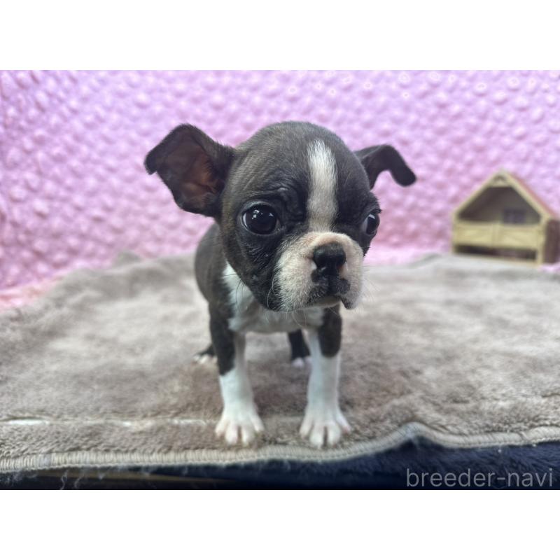 販売中の茨城県のボストンテリア-447159の10枚目