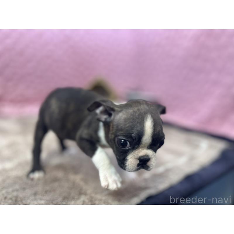 販売中の茨城県のボストンテリア-447159の9枚目