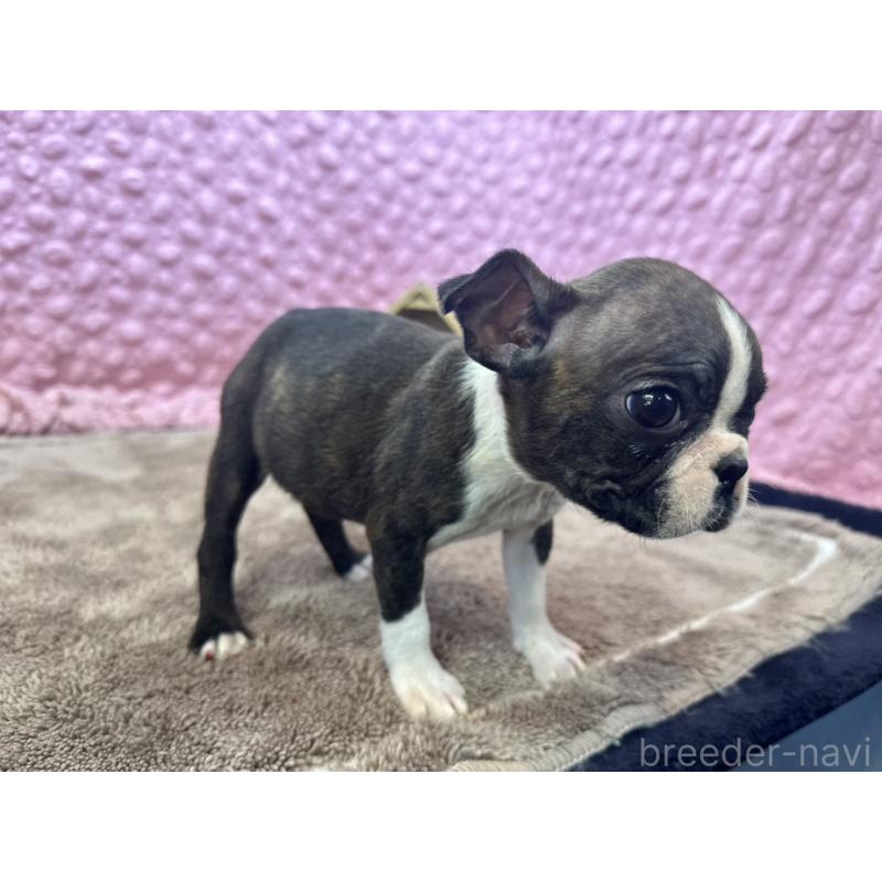 販売中の茨城県のボストンテリア-447159の8枚目