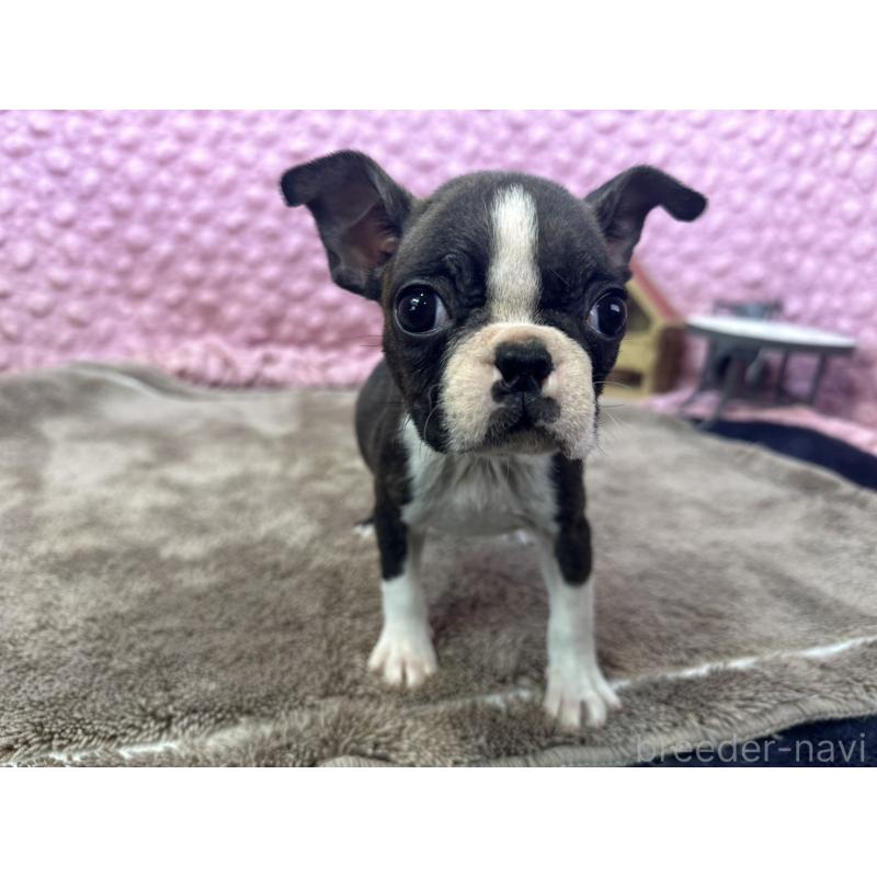 販売中の茨城県のボストンテリア-447159の1枚目