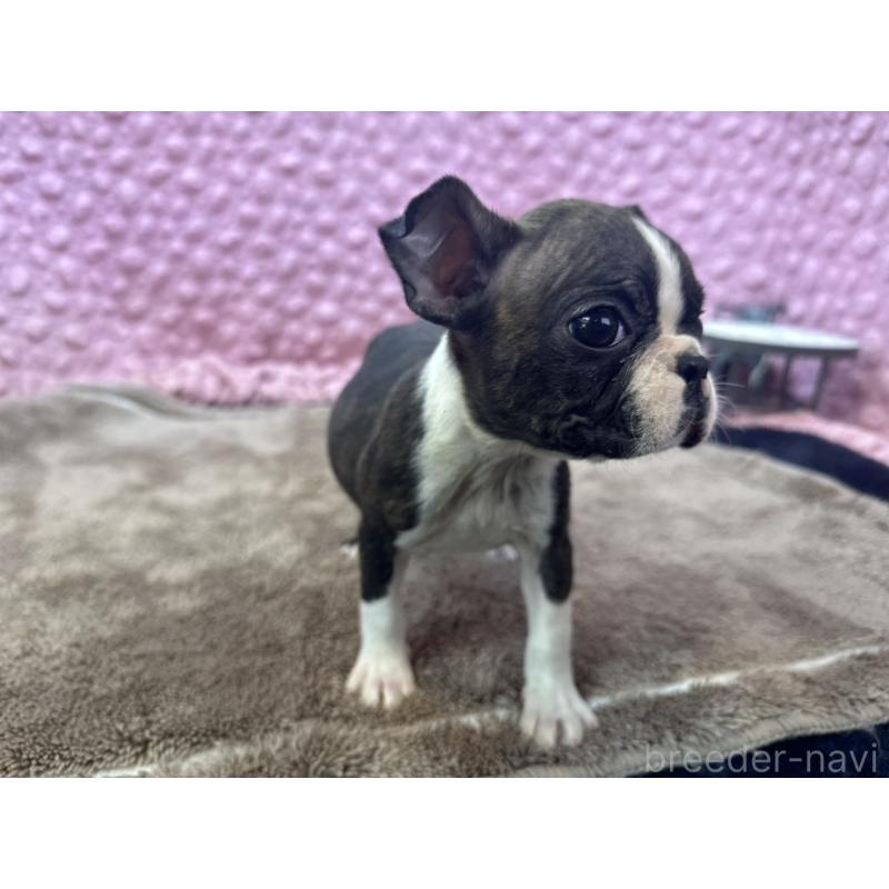 販売中の茨城県のボストンテリア-447159の6枚目