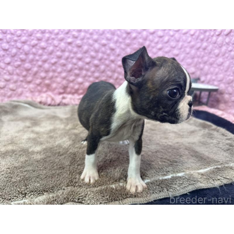 販売中の茨城県のボストンテリア-447159の5枚目