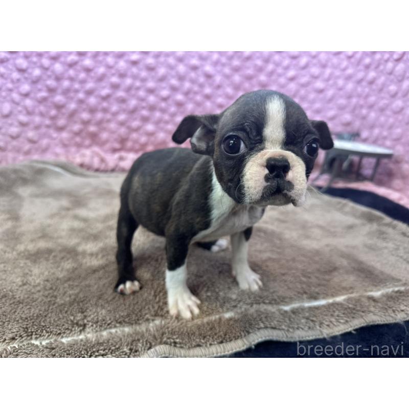 販売中の茨城県のボストンテリア-447159の4枚目