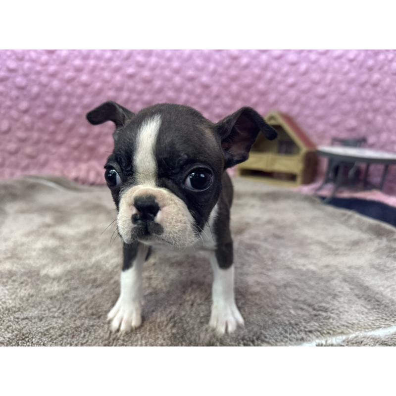 販売中の茨城県のボストンテリア-447159の3枚目