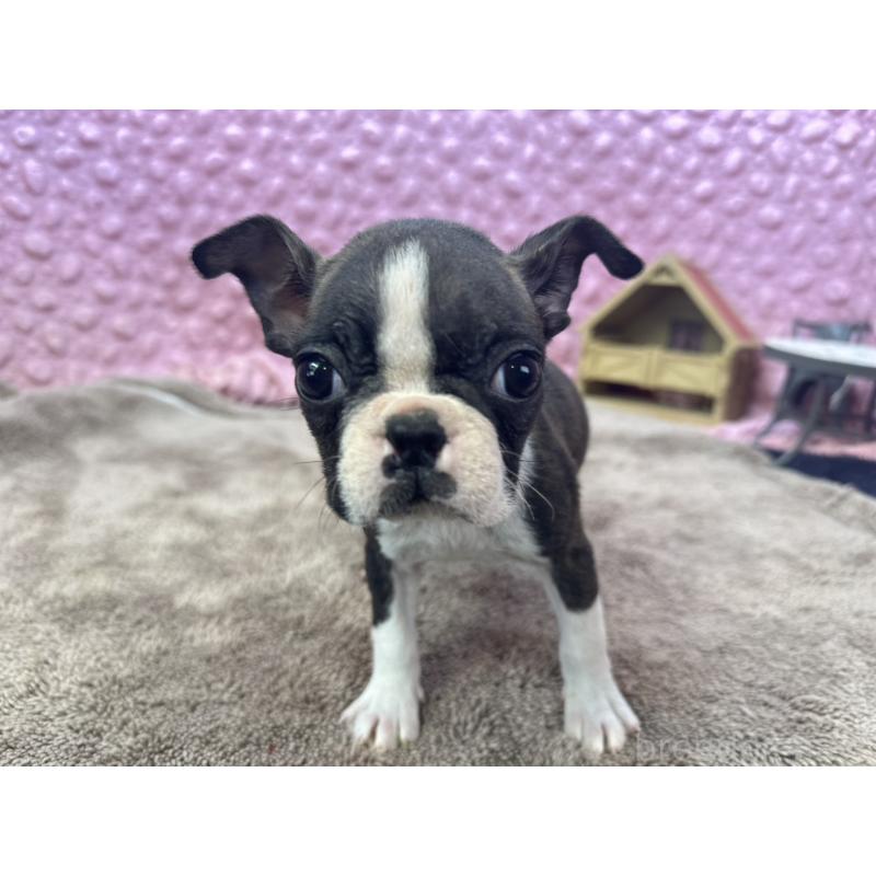 販売中の茨城県のボストンテリア-447159の2枚目