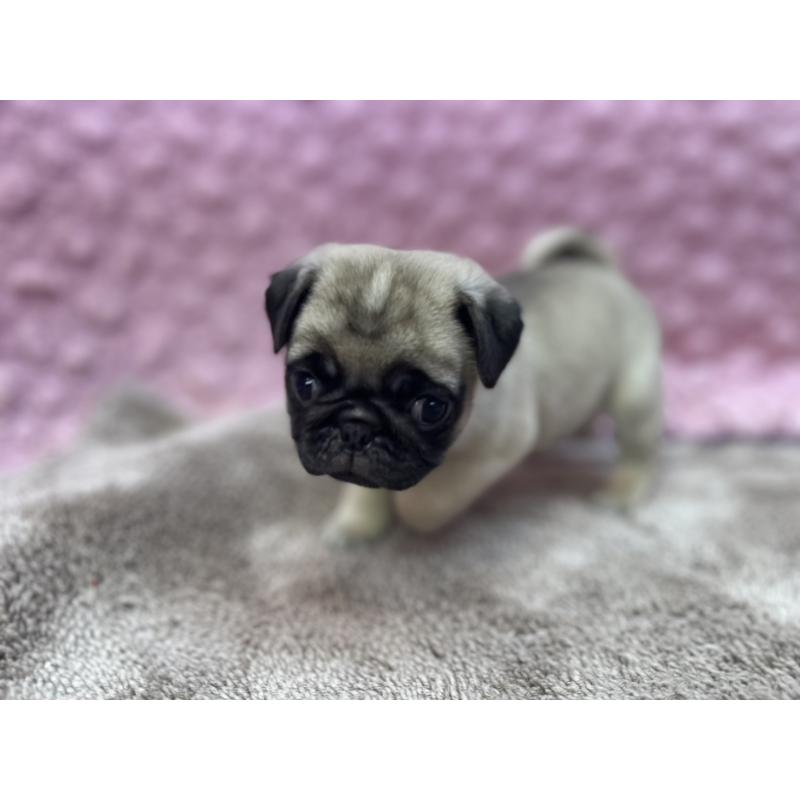 販売中の茨城県のパグ-447162の12枚目