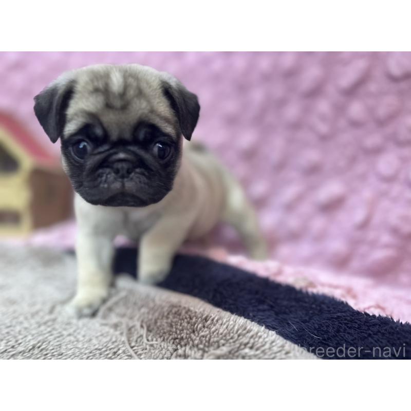 販売中の茨城県のパグ-447162