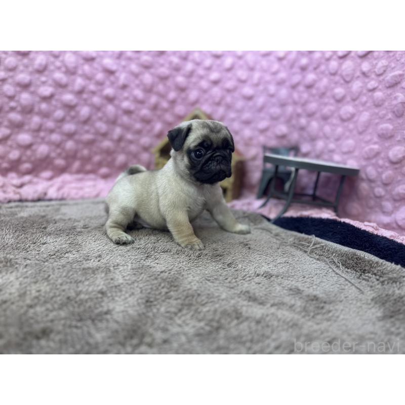 販売中の茨城県のパグ-447162の11枚目