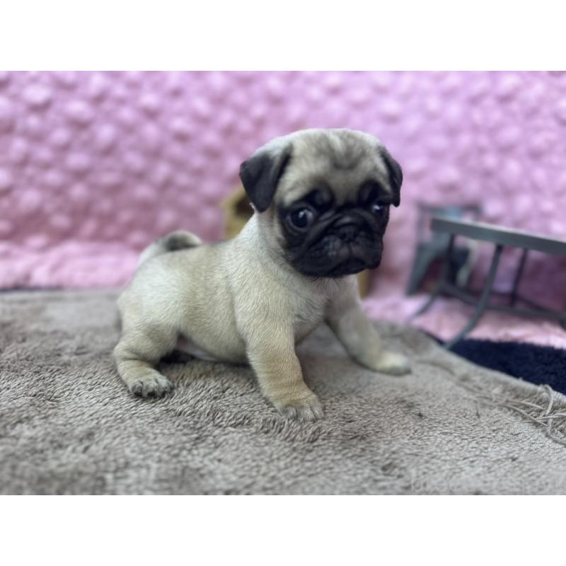 販売中の茨城県のパグ-447162の10枚目