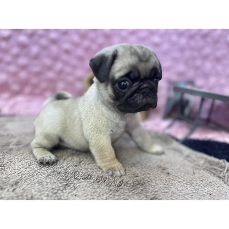 販売中の茨城県のパグ-447162の9枚目