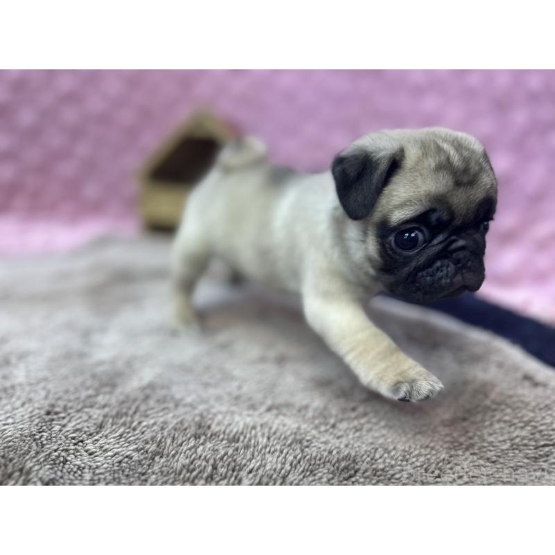 販売中の茨城県のパグ-447162の7枚目