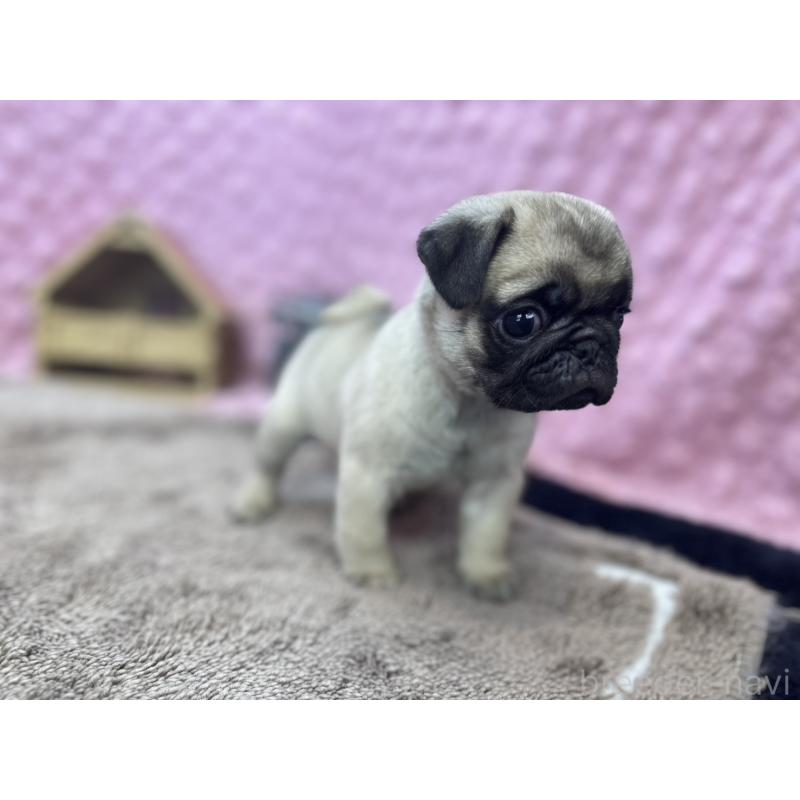 販売中の茨城県のパグ-447162の6枚目