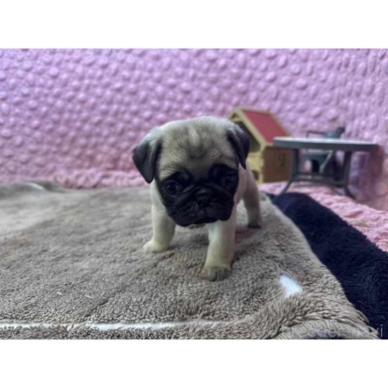 販売中の茨城県のパグ-447162の5枚目