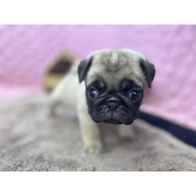 販売中の茨城県のパグ-447162の3枚目