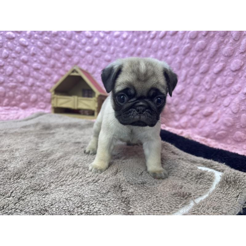 販売中の茨城県のパグ-447162の2枚目