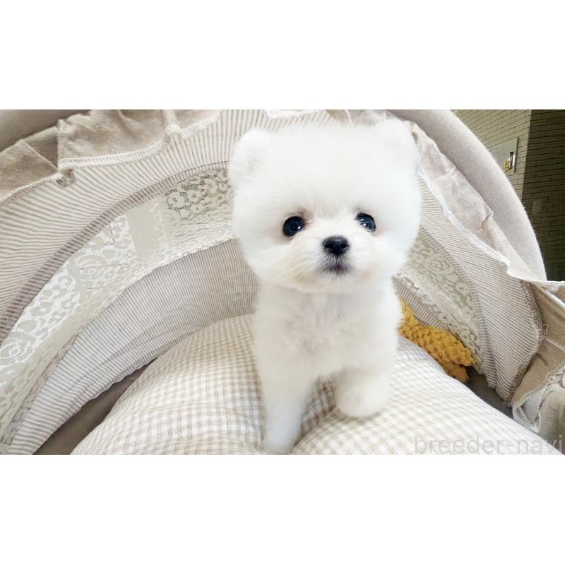 販売中の東京都のポメラニアン-447164の5枚目