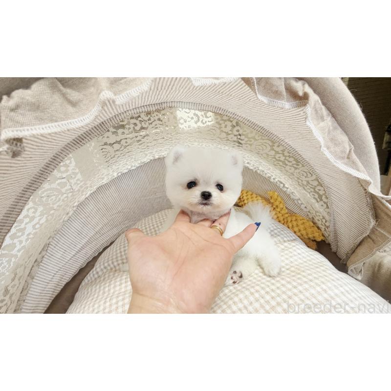 販売中の東京都のポメラニアン-447164の4枚目