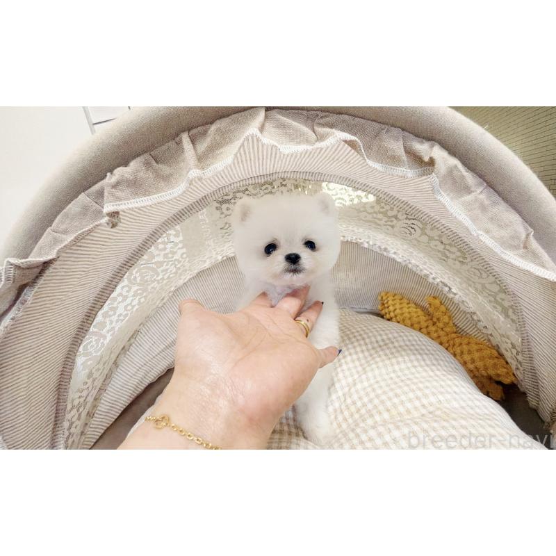 販売中の東京都のポメラニアン-447164の3枚目