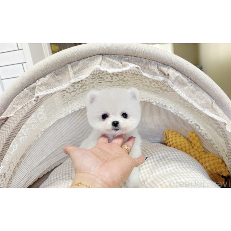 販売中の東京都のポメラニアン-447164の2枚目
