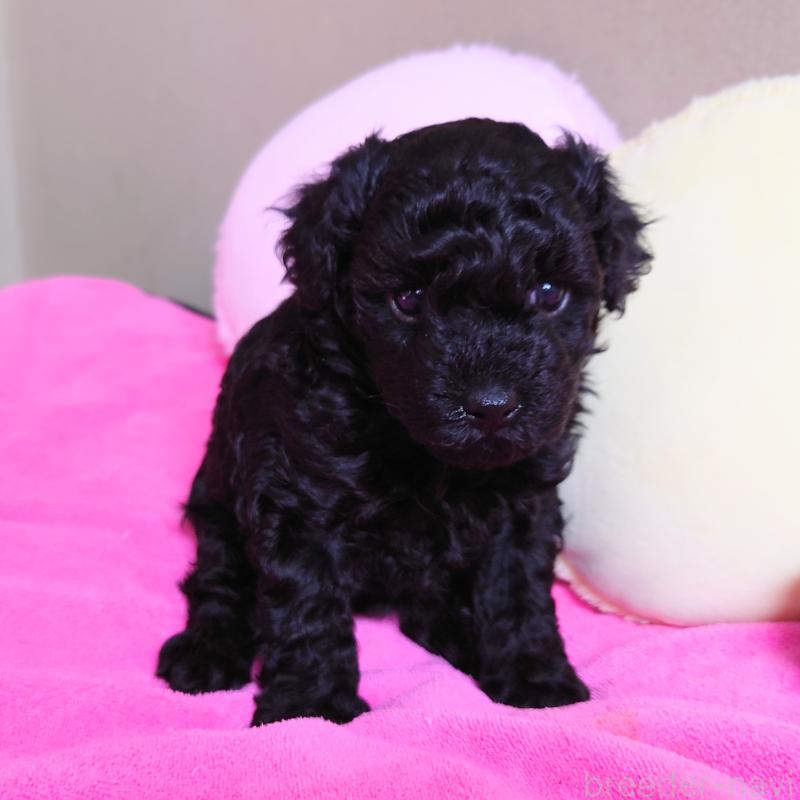 販売中の埼玉県のタイニープードル-447169