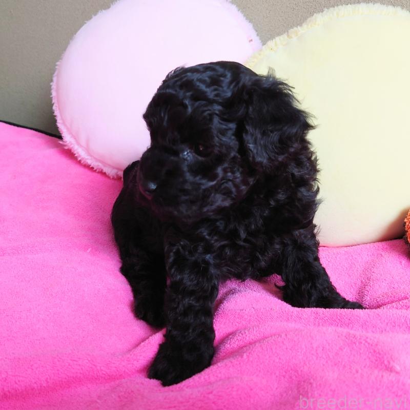 販売中の埼玉県のタイニープードル-447169の3枚目