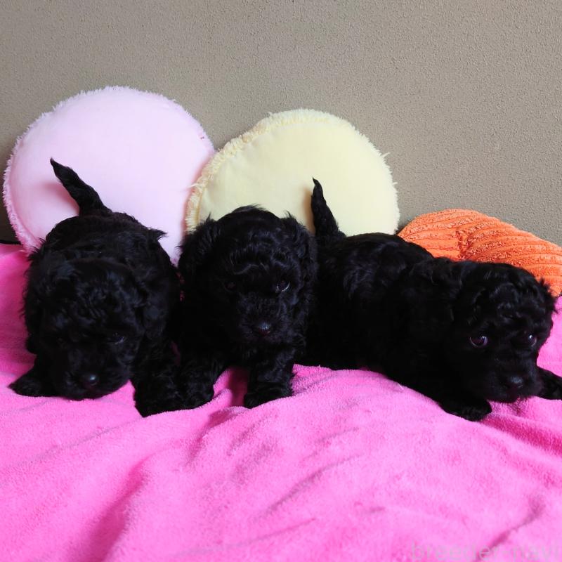 販売中の埼玉県のタイニープードル-447169の2枚目